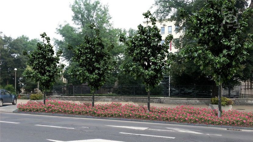 Krakowskie Przedmieście. Urząd chce tu zlikwidować większość miejsc parkingowych. Miejsce samochodów mają zająć rabaty z różami i szpaler 13 lip