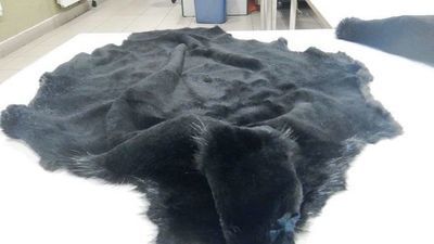 Leciał z Lublina do Londynu z kastetem w bagażu. Nie tylko to przejęli celnicy [zdjęcia]