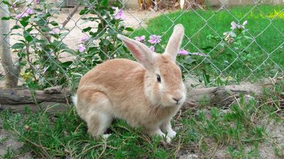Porzucone w lesie koło Lublina chore króliki. Sprawą zajmuje się policja