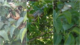 Lubelskie: Zaskakujące odkrycie w krzakach. Kiedy przyjechali policjanci, zwierzę uciekło na drzewo