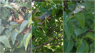 Lubelskie: Zaskakujące odkrycie w krzakach. Kiedy przyjechali policjanci, zwierzę uciekło na drzewo