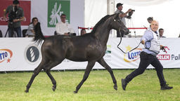 Pride of Poland 2020