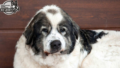 Atos po interwencji fundacji Ex Lege 