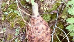 Lubelskie: Kopał i się dokopał. Znalazł granat, którym zajęli się saperzy