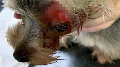 Szedł z nożem ulicami Lubartowa i dziwnie się zachowywał. Zaatakował małe pieski