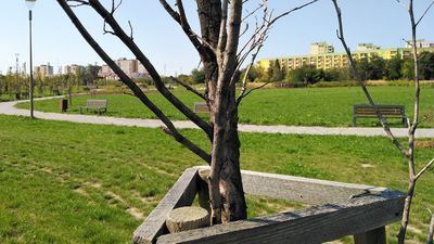 Nowy park w Lublinie marnieje. Uschła już około setka drzew