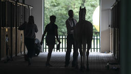 Dlaczego prezes rzucił pracę? Kulisy zmian w stadninie Janów Podlaski