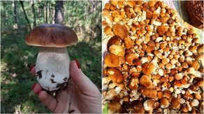 Grzybobranie w lubelskich lasach. "Jest wysyp prawdziwków" [zdjęcia]