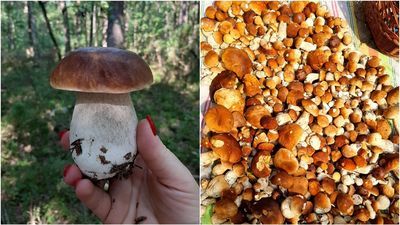 Grzybobranie w lubelskich lasach. "Jest wysyp prawdziwków" [zdjęcia]