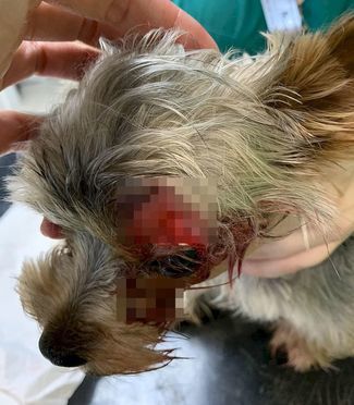 Ugodził nożem dwa yorki. 40-latek z Lubartowa tymczasowo aresztowany