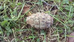 Kraśnik. Chłopiec bawił się z psem koło domu i wrócił z granatem