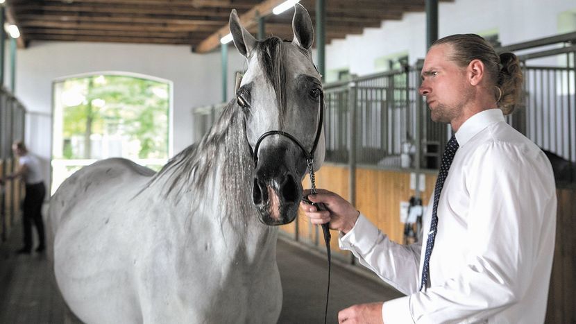 Ubiegły rok stadnina koni w Janowie Podlaskim zamknęła ze stratą na poziomie 1 mln 252 tys. zł. Na tegorocznej aukcji sprzedano 10 z 22 wystawionych koni