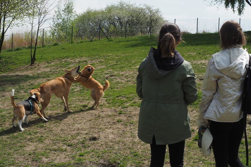 Wybieg dla psów między dzielnicami LSM a Czuby