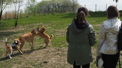 Wybieg dla psów między dzielnicami LSM a Czuby