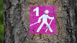 Nordikiada Puławy 2020