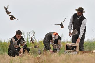 300 kuropatw i bażantów już na wolności. Myśliwi wypuścili je koło Lubartowa i Markuszowa