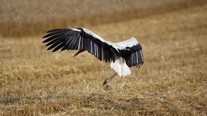 Ktoś strzela do bocianów koło Świdnika. Policja szuka sprawców