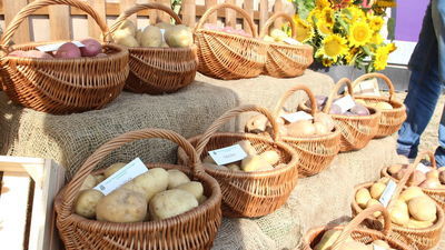 Dzień Ziemniaka w Pożogu. Która odmiana jest najlepsza?