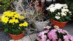 Hrubieszów też pomaga producentom chryzantem i handlowcom