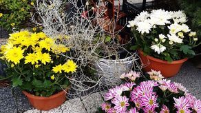 Hrubieszów też pomaga producentom chryzantem i handlowcom