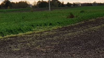 Zięć na czatach, żona za słupem, a teściowa w psiej budzie