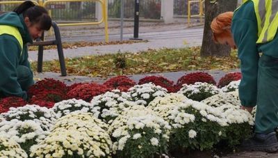 Prezydent Chełma chce wesprzeć cmentarny biznes. Odkupi chryzantemy