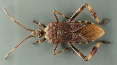 Wtyk amerykański to gatunek w Polsce inwazyjny. Pojawił się w 2007 roku