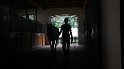 Janów Podlaski. Znowu pytania o dziwną sprzedaż konia. Tym razem to klacz Alsa