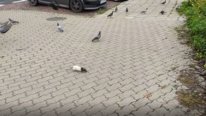 Biały dzień, centrum Lublina a szczur na chodniku płoszy gołębie