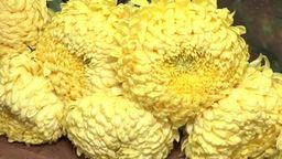 ARiMR i KOWR skupią kwiaty, które miały trafić na cmentarze