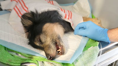 Stan psa jest krytyczny