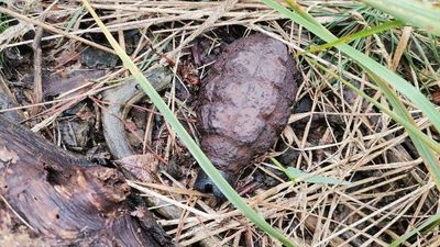 Granat znaleziony w lesie