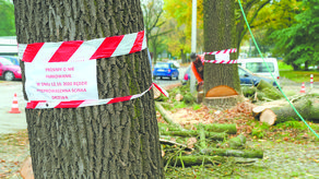 Przy jezdni ul. Radziszewskiego obok biblioteki uniwersyteckiej wycięto jesion prowansalski. Drzewo było uschnięte i nie rokowało szans na zdrowy rozwój
