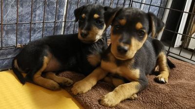 Uratowane szczeniaki