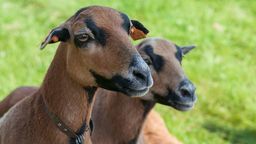 Owce kameruńskie z miejscowości Żurawce