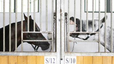 1, 2, 3... śledztwo w sprawie stadniny w Janowie Podlaskim przedłużone już po raz dziesiąty 