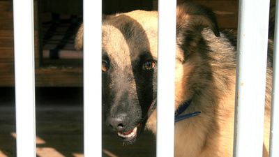 Psy i koty z puławskiego schroniska w grudniu otrzymają karmę wysokiej jakości - prezent od wszystkich, którzy wezmą udział w rozpoczynającej się zbiórce