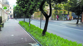 18 drzew ma trafić na ul. Chopina, gdzie część miejsc parkingowych zostanie przeniesiona z chodnika na jezdnię