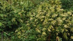 Biłgoraj. Policja zatrzymała daihatsu, a w środku zbiory po żniwach konopii