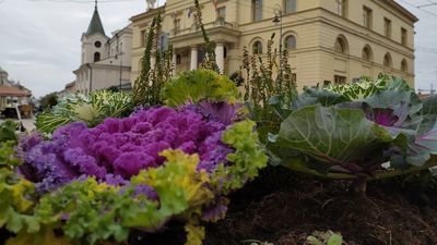 Kapusta rośnie przy Bramie Krakowskiej w Lublinie. Nietypowy pomysł urzędników