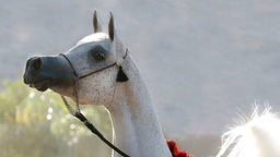 Janów Podlaski. Organizator aukcji zapewnia, że jednak sprzedał konia za 1,2 mln euro