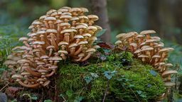 55-letnia kobieta zgubiła się podczas grzybobrania w lasach Nadleśnictwa Krasnystaw