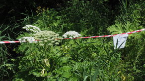 Na niszczenie barszczu zarezerwowano w tegorocznym budżecie Lublina kwotę 3 tys. zł.