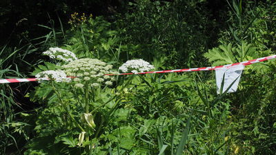 Na niszczenie barszczu zarezerwowano w tegorocznym budżecie Lublina kwotę 3 tys. zł.