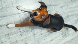 Jak udzielić pierwszej pomocy psu lub kotu w razie nagłego zdarzenia?