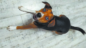 Jak udzielić pierwszej pomocy psu lub kotu w razie nagłego zdarzenia?