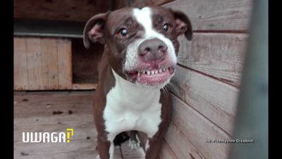 12-letniego Kamila zagryzły agresywne psy. „Już nigdy nie powie mi: Mamusiu, kocham cię”