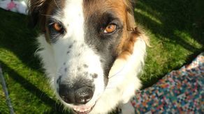 Lublin: Ostatnia szansa na oznakowanie psa na koszt miasta