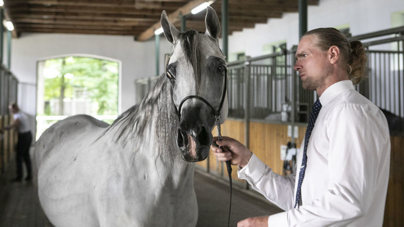 W tegorocznym Narodowym Czempionacie prezentowało się blisko 140 koni z państwowych stadnin i hodowli prywatnych
