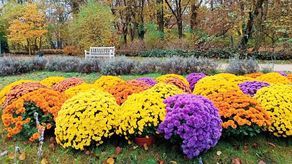 Chryzantemy trafiły do Ogrodu Saskiego